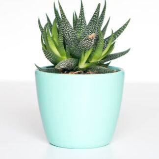 Terracotta Planters, Set of 3